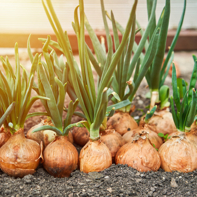 "Planting onion in garden. Plantation in the vegetable garden agriculture...." stock image