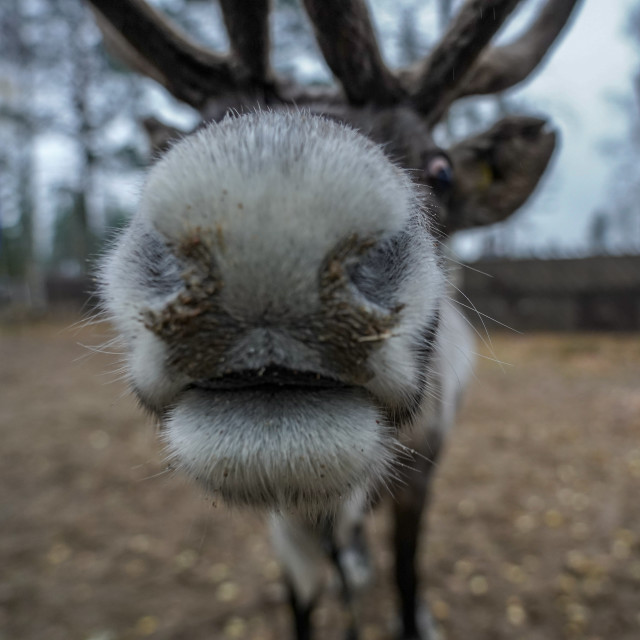 "Reindeer Selfie" by Charley Vision - $5.02 "Reindeer Selfie" stock image