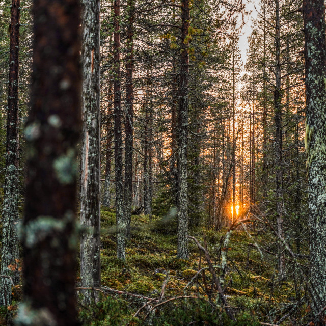 "A Scandinavian sunset" by Charley Vision - $4.88 "A Scandinavian sunset" stock image
