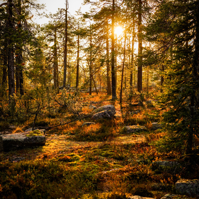 "A Scandinavian sunset" by Charley Vision - $4.88 "A Scandinavian sunset" stock image
