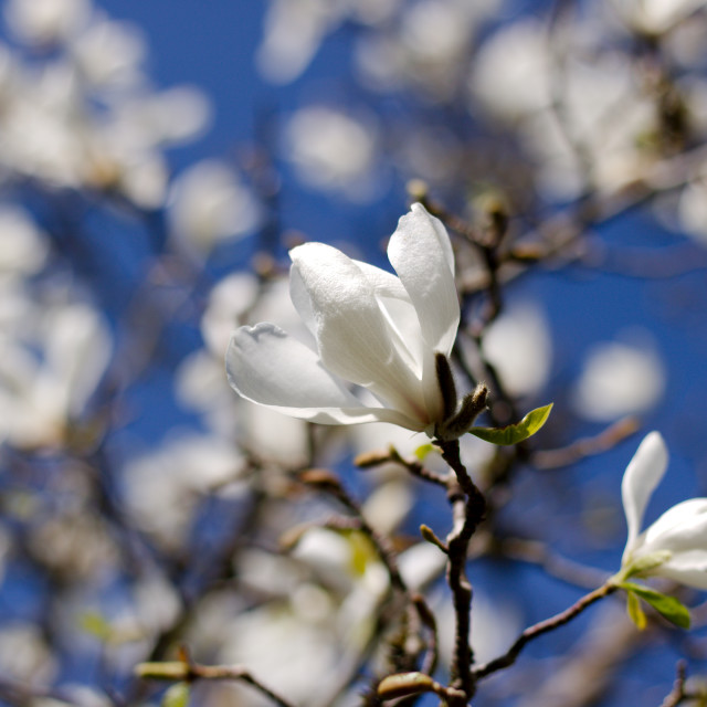 41 Types of Trees With White Flowers For Your Home or Garden