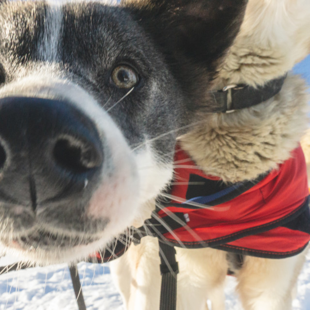 "Hello curious - Arctic Expedition" by Charley Vision - $4.88 "Hello curious - Arctic Expedition" stock image