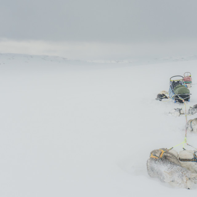 "Let it snow - Arctic Expedition" by Charley Vision - $4.88 "Let it snow - Arctic Expedition" stock image