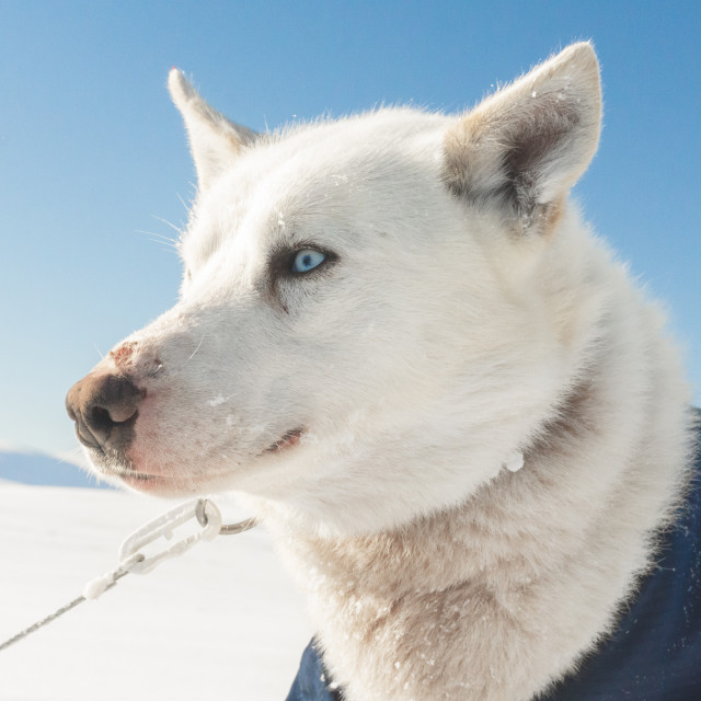 "Dogs from my Arctic Expedition" by Charley Vision - $4.88 "Dogs from my Arctic Expedition" stock image