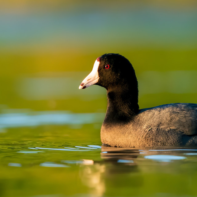 "American Coot" stock image