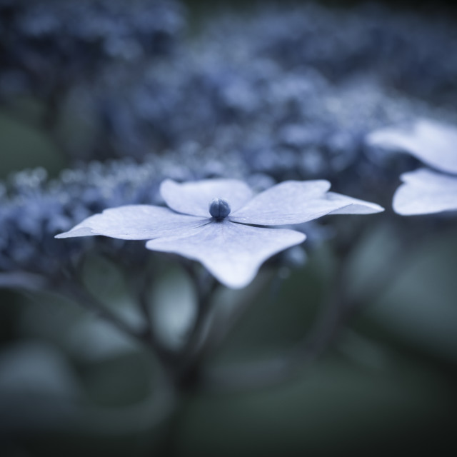 "Magic Hydrangeas" stock image