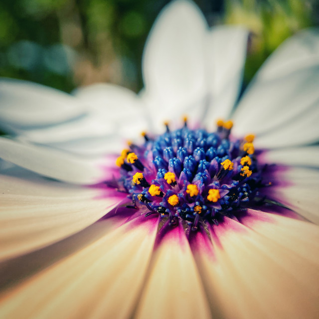 "Pretty flower head" stock image