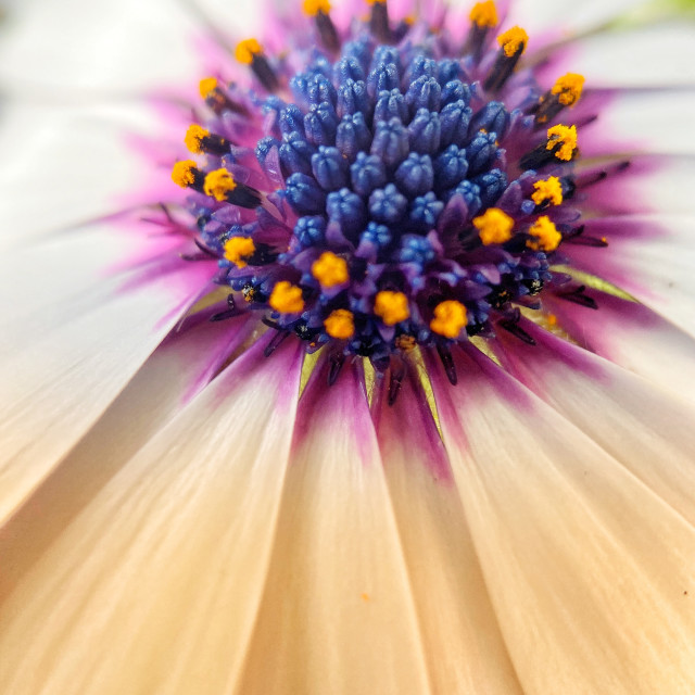 "Delicate flower" stock image