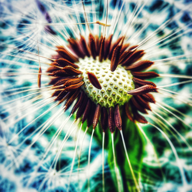 "Dandelion in seed" stock image