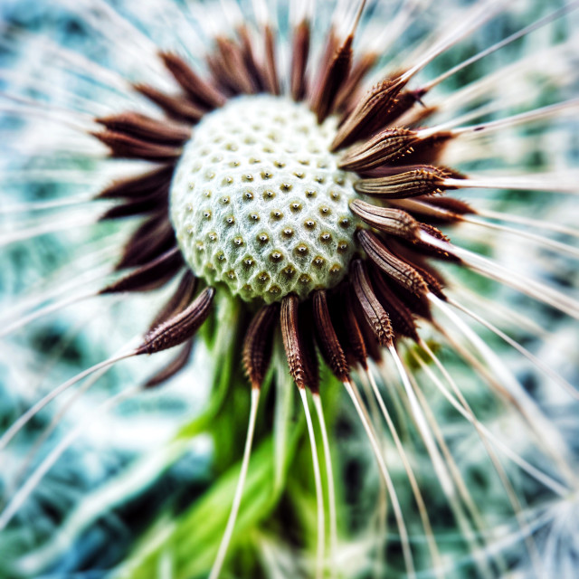 "Dandelion in seed" stock image