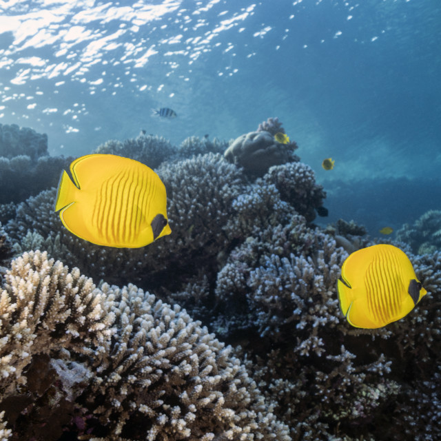 "Butterflyfish 04" stock image