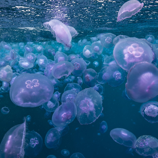 "Jellyfish Bonanza" stock image