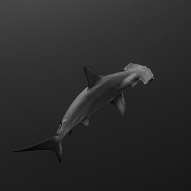 "Hammerhead" by Huub Waaldijk - £40.00 "Hammerhead" stock image