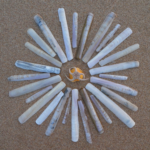 "shell mandala" by Lucia Pec - $12.67 "shell mandala" stock image