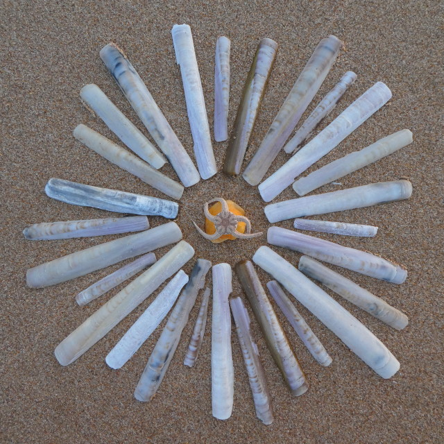 "shell mandala" stock image