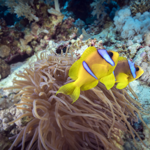"Clownfish 31" stock image