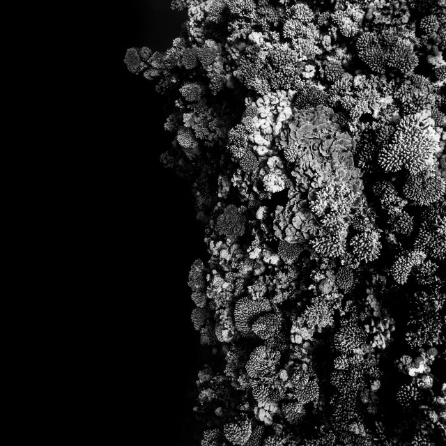 "Black & White coralreef" by Huub Waaldijk - £40.00 "Black & White coralreef" stock image