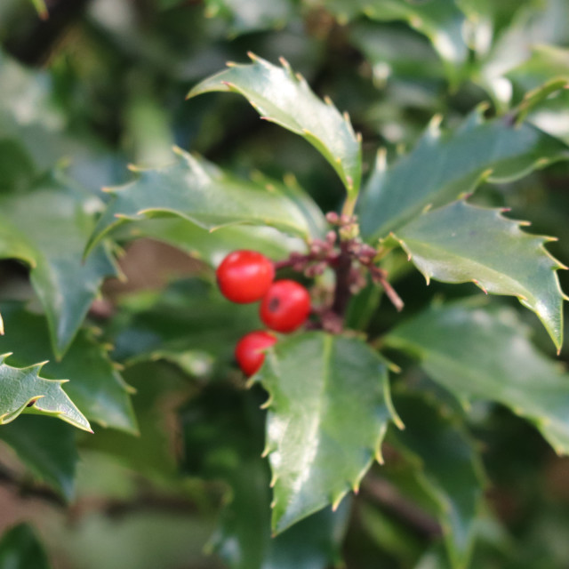 "Holly tree" stock image