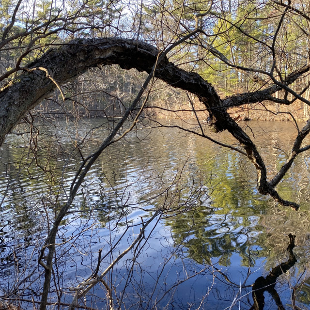 "Hanging tree over pond" stock image