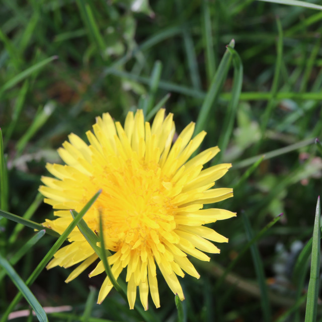 "Dandelion Blossom" stock image