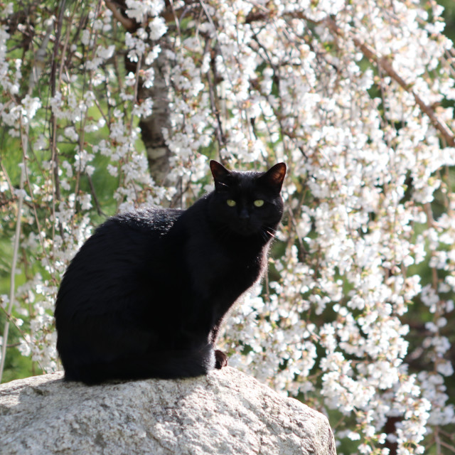 "Black cat and spring time" stock image