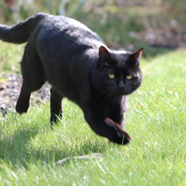 "Black beauty" stock image