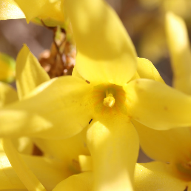 "Forsythia flower close up" stock image