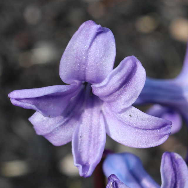 "Purple bulb close up" stock image