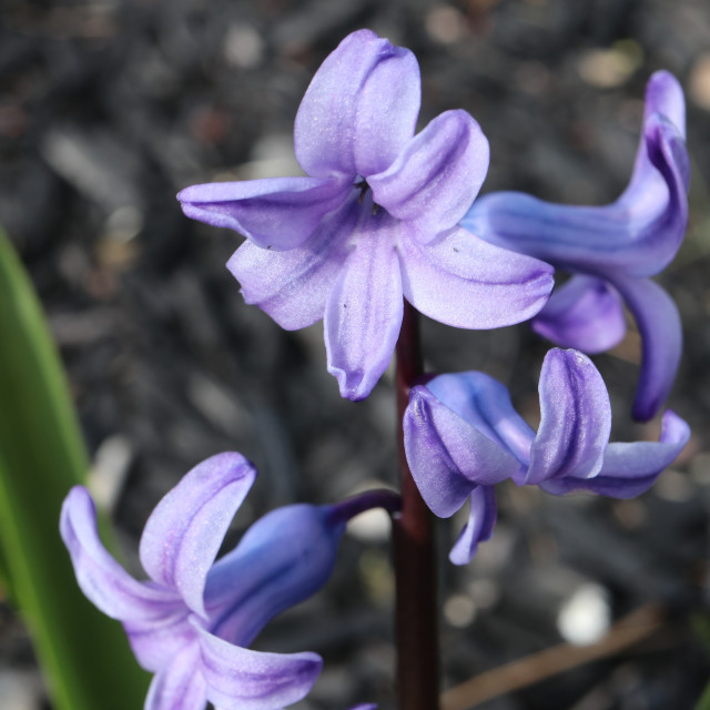 "Cluster of purple bulbs" stock image