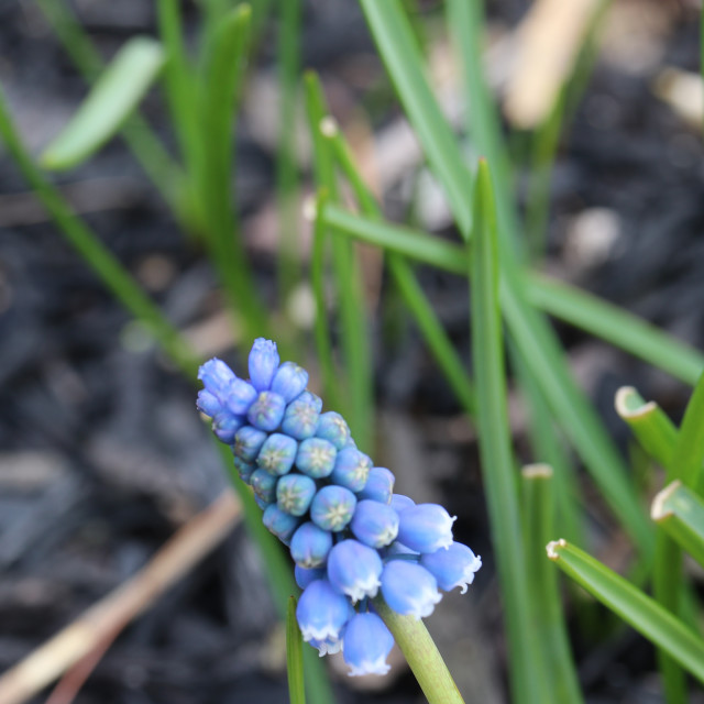 "Purple/blue Grape Hyacinth flower" stock image