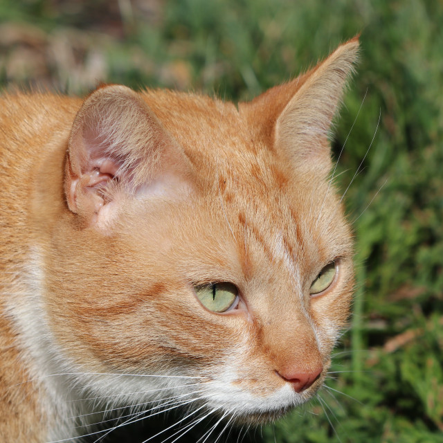 "Close up of orange tabby cat" stock image