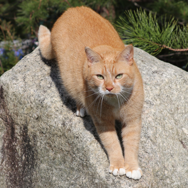 "Orange tabby cat ready to jump" stock image