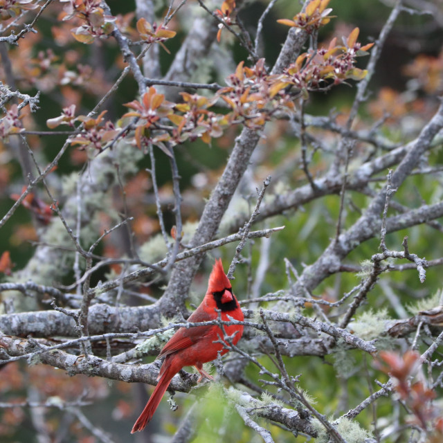 "Cardinal" stock image