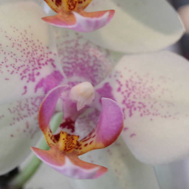 "Up close with an Phalaenopsis Orchid" stock image