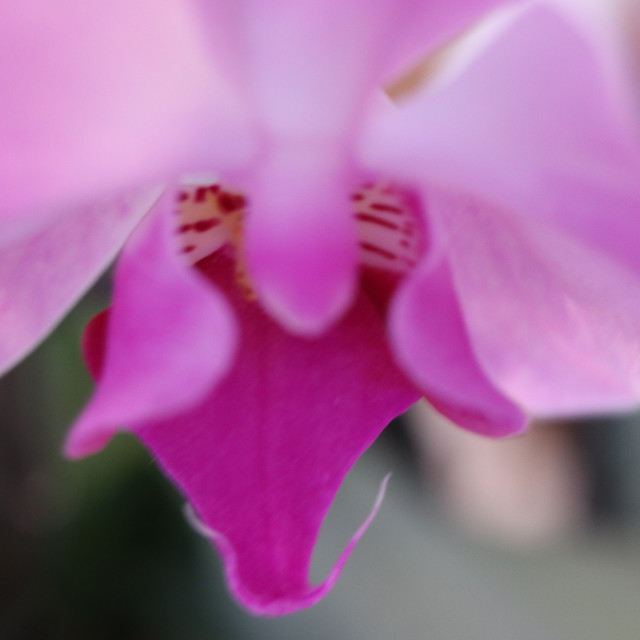 "Purple Phalaenopsis Orchid" stock image