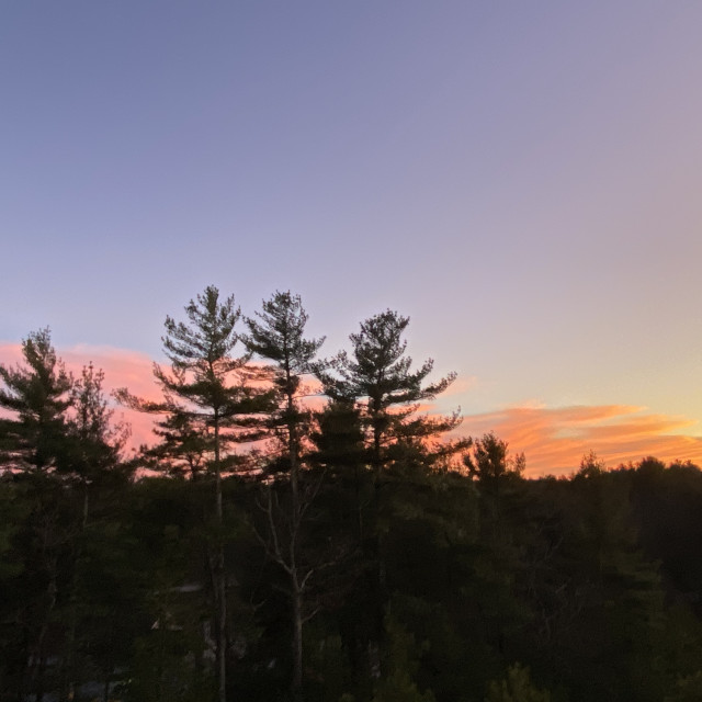 "Sunset with Pine trees" stock image