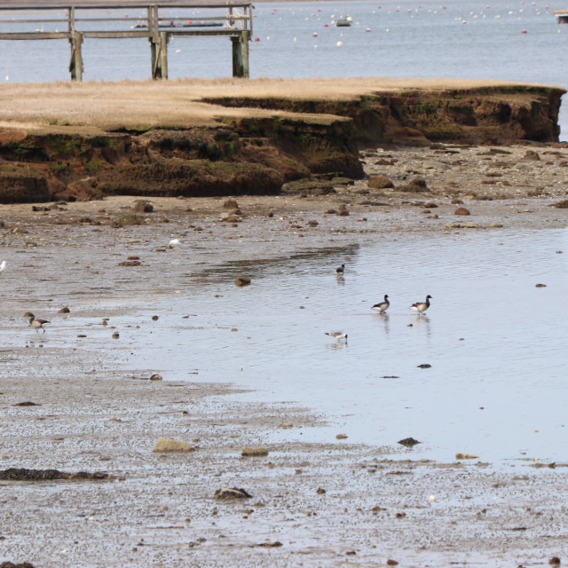 "Plovers on the beach" stock image