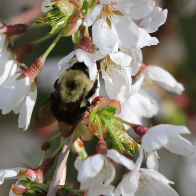 "Bumble bee on cherry blossom 1" stock image