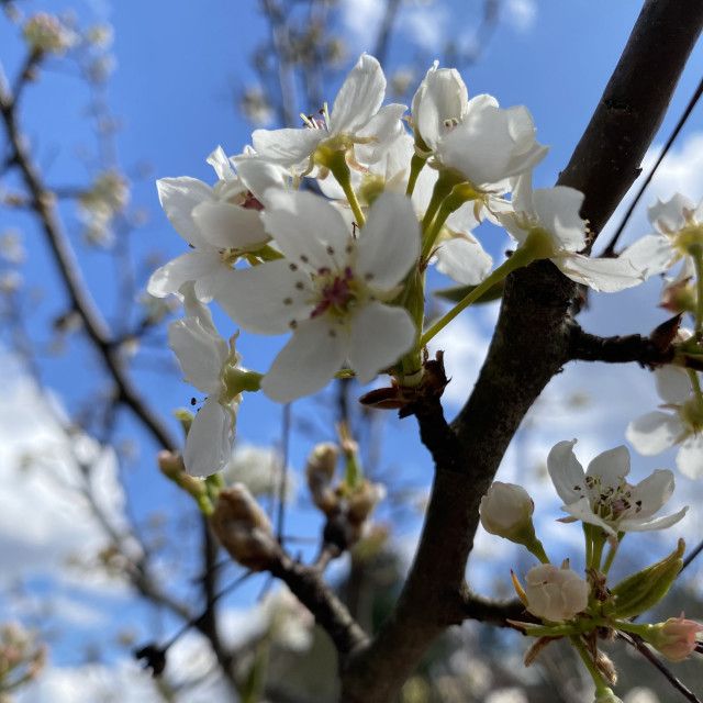 "Cherry Blossom in blue sky" stock image