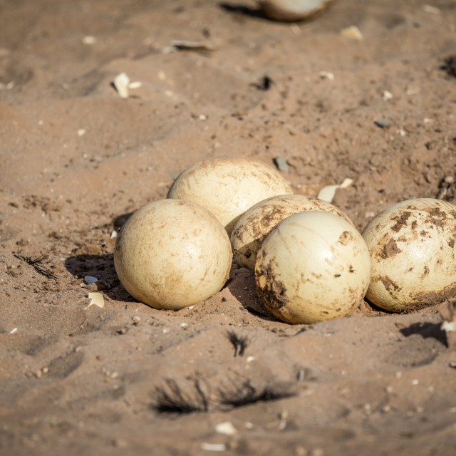 "Close up of Ostrich eggs laying on the floor." stock image