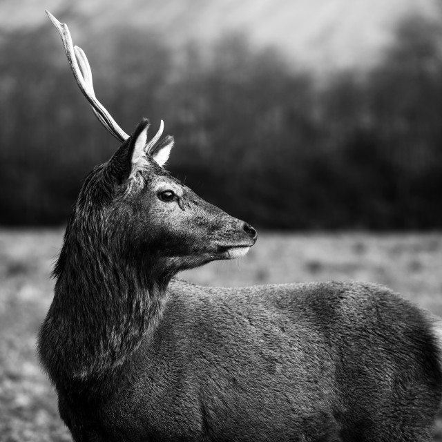 "Highland Deer" stock image