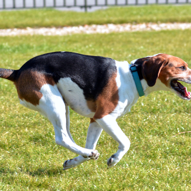 "Beagle dog running in a park" stock image
