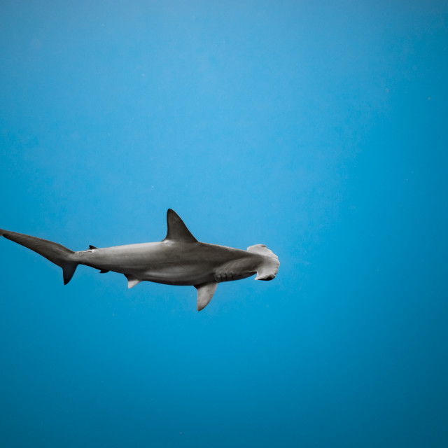 "Hammerhead Shark" by Huub Waaldijk - £40.00 "Hammerhead Shark" stock image