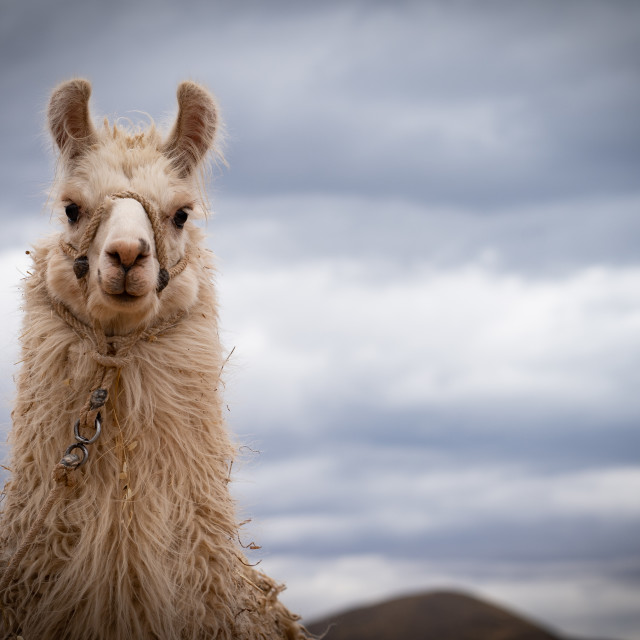 "LAMA" stock image