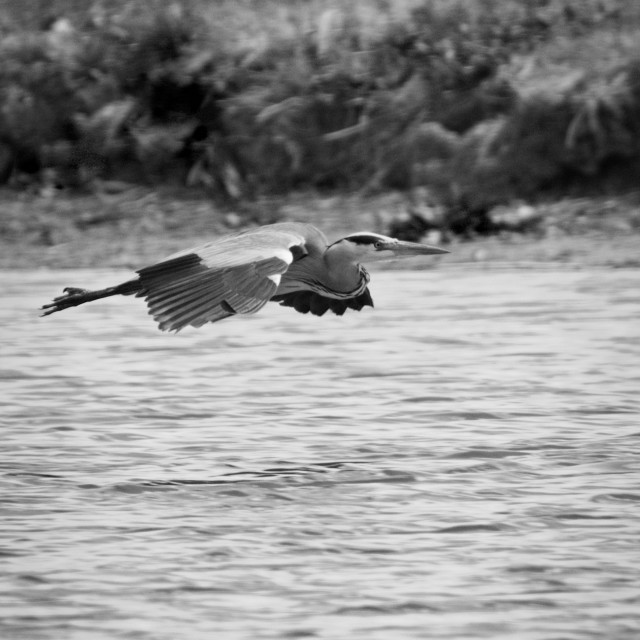 "Heron in Flight" stock image