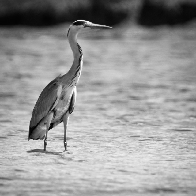 "Standing Heron" stock image