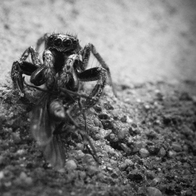 "Zebra Jumping Spider (2)" by Gareth Tallon (Abidastra) - $12.57 "Zebra Jumping Spider (2)" stock image