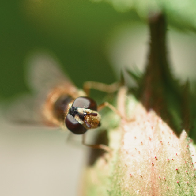 "Hover Fly" stock image