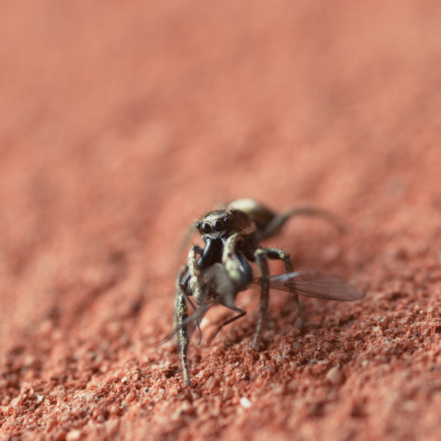 "Zebra Jumping Spider" by Gareth Tallon (Abidastra) - $12.57 "Zebra Jumping Spider" stock image