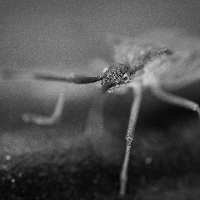 "Damsel bug" by Gareth Tallon (Abidastra) - $12.57 "Damsel bug" stock image